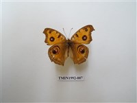 藏品(眼蛺蝶)的圖片